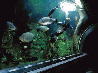 Giant Aquarium